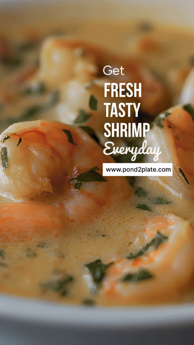(Small Size) Fresh Shrimp - 454 grams/1 lb. (70-90 Pcs)